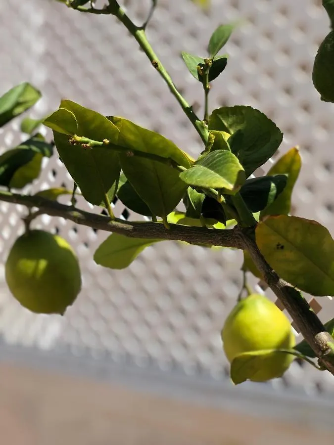 Séjour chez l'habitant Habitacion Con Bano Y Jardin Privado En Casa Tipica Ciutadella Centro Espagne